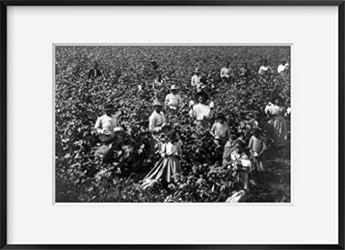 БЕЗКРАЙНИ СНИМКИ Снимка: Памучно поле | 1907 | афро-американски | Възпроизвеждане на исторически снимки | Историческо стенно изкуство
