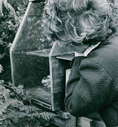 Реколта снимка на жената, сажающей птица в клетка. 30 октомври 1954 година.